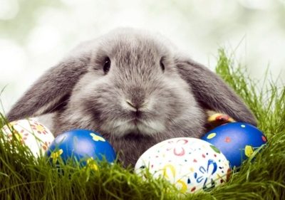 Easter Bunny